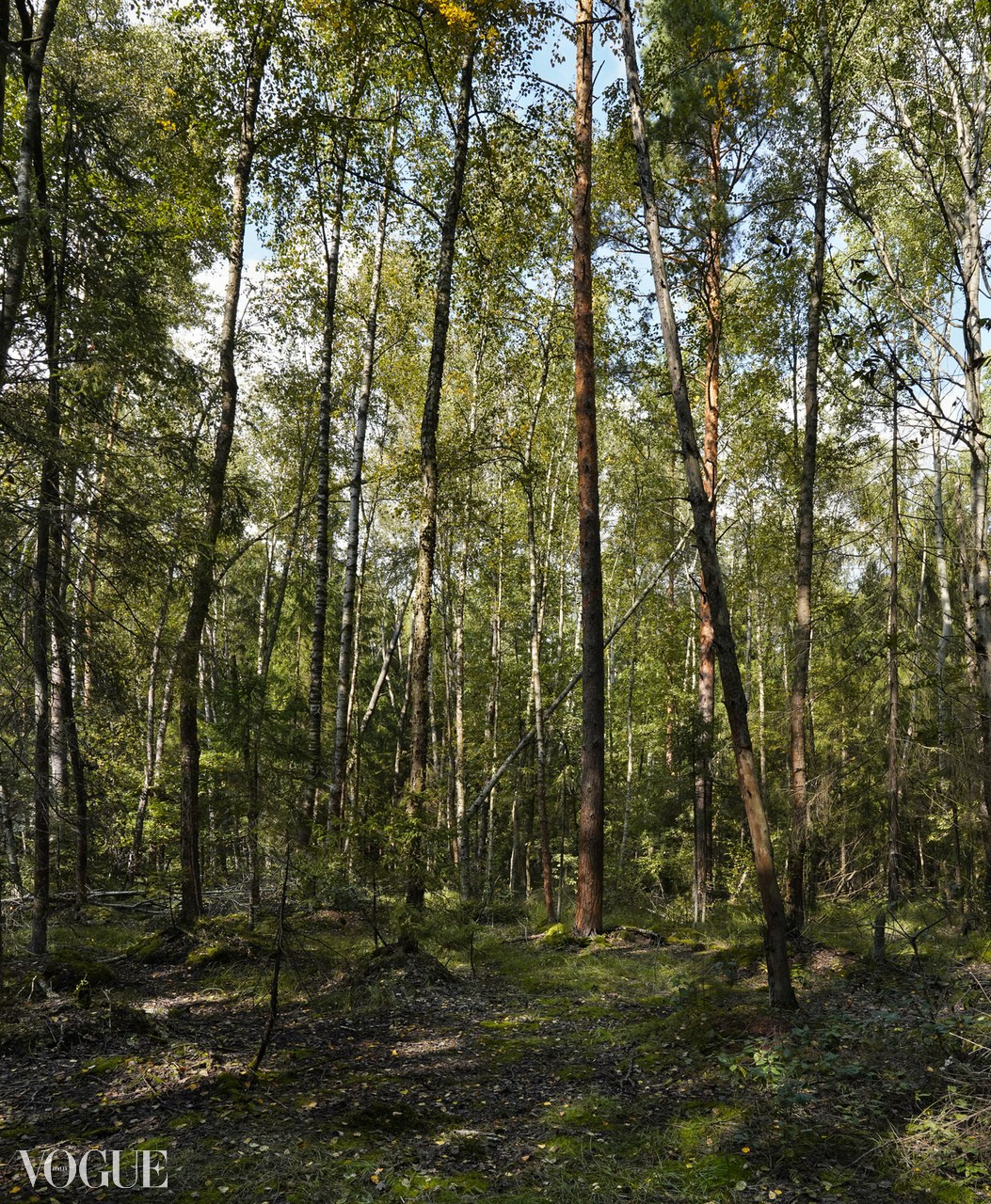 Сказка подмосковного леса. Суть фотографии в стиле изобразительного искусства