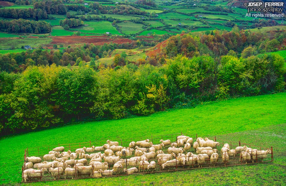 Sheep, cirque de Lescun, Bearn, France