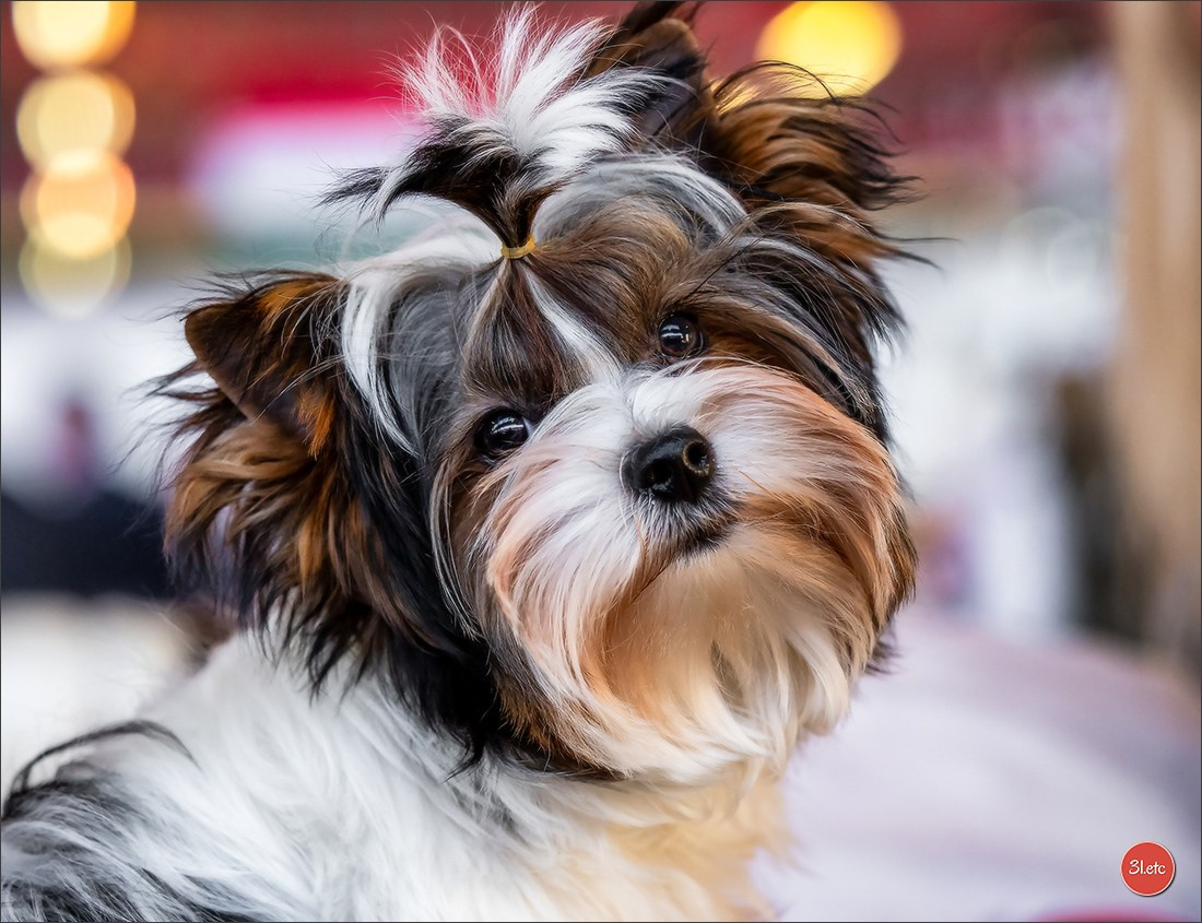 À l'exposition de Mouscron 🇧🇪 #dogshow #dogsphotography #expocanine #photopets #pets #dogs #aminalier #animals #mouscron #mouscron2025. Photographe à Strasbourg | Portraits, Studio, Enfants, Événements