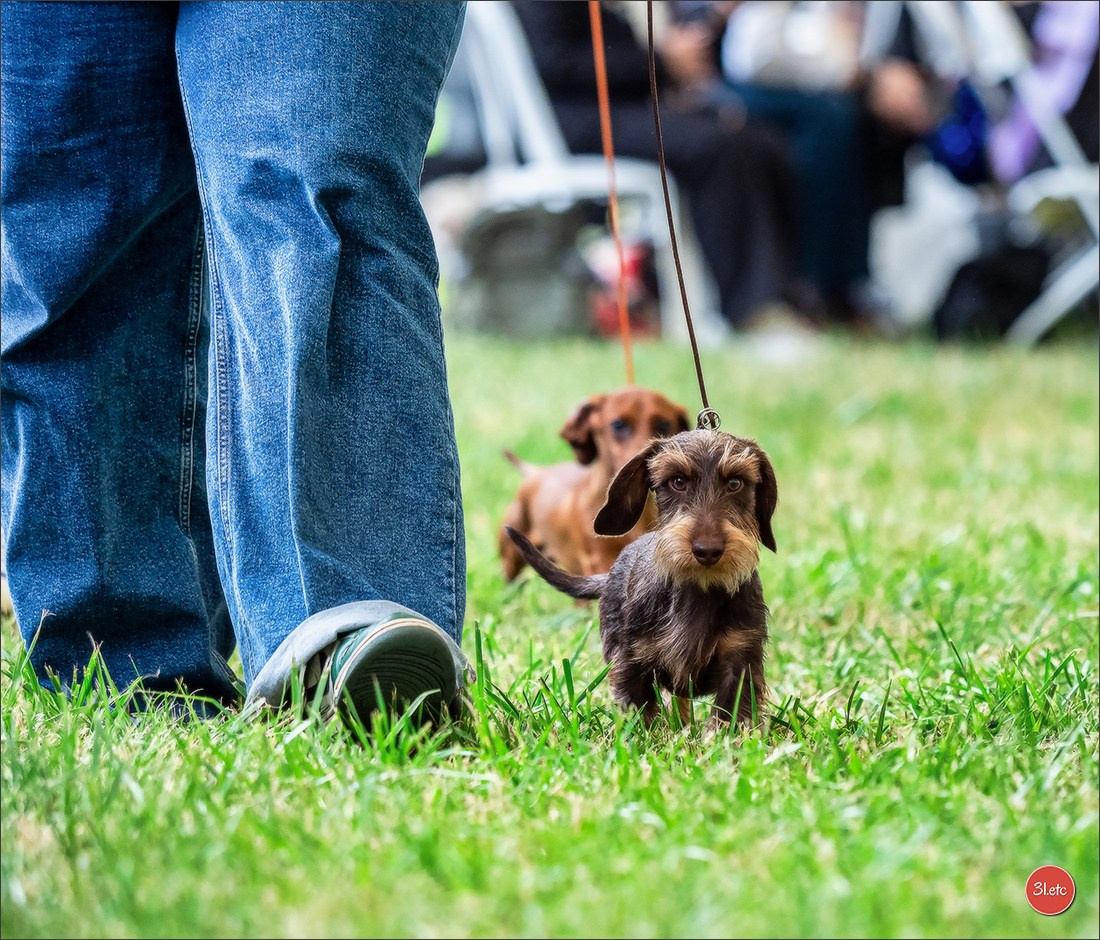 Championnat de France du chien de race  🇫🇷  DIJON (château de Brognon) 7-8/06/2025. Photographe à Strasbourg | Portraits, Studio, Enfants, Événements