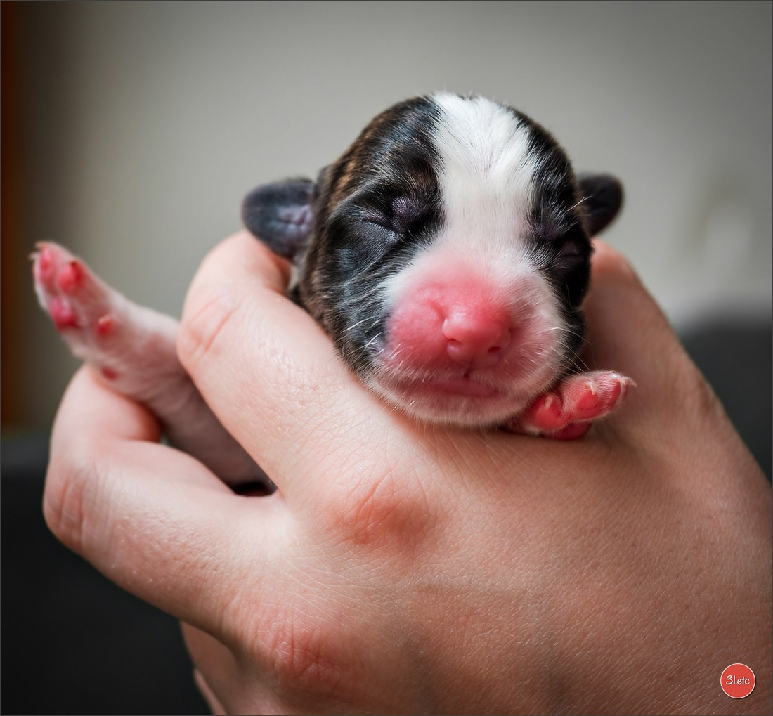 Photographie animalière. Photographe à Strasbourg | Portraits, Studio, Enfants, Événements