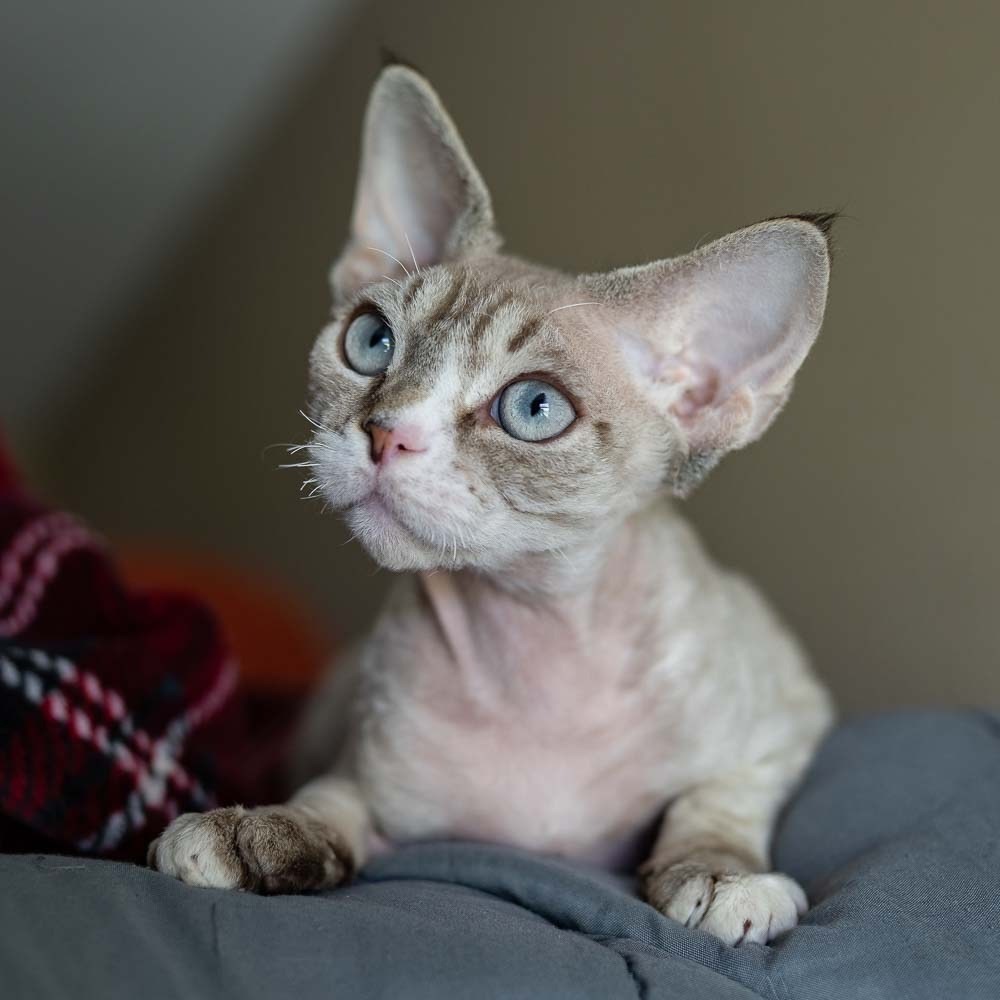 Fuzzy, boy, born on 01.01.25. Devon Rex Pixie Cattery