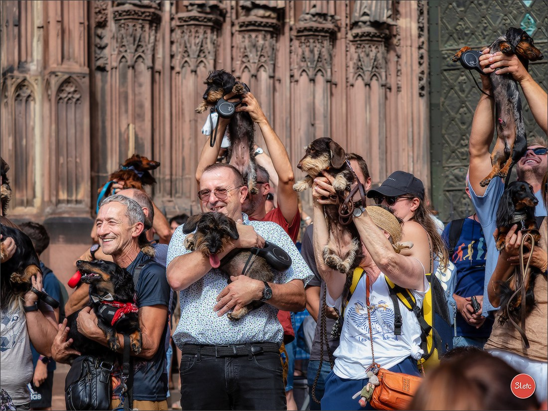 Teckels Parade Strasbourgeoise  Vous pouvez voir le galerie de photos. Photographe à Strasbourg | Portraits, Studio, Enfants, Événements