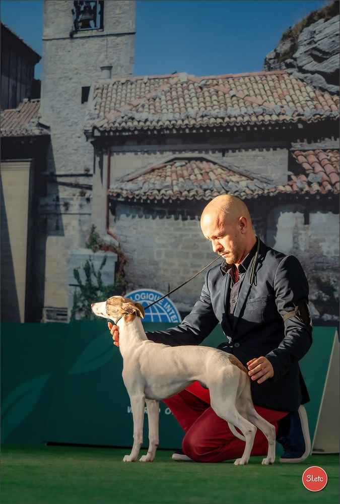 Dog Show  🇮🇹  San Marino. Photographe à Strasbourg | Portraits, Studio, Enfants, Événements