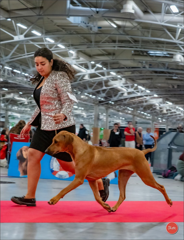 PDS  🇫🇷  Paris Dog Show  🇫🇷  Expo canine  10-11/01/2026. Photographe à Strasbourg | Portraits, Studio, Enfants, Événements