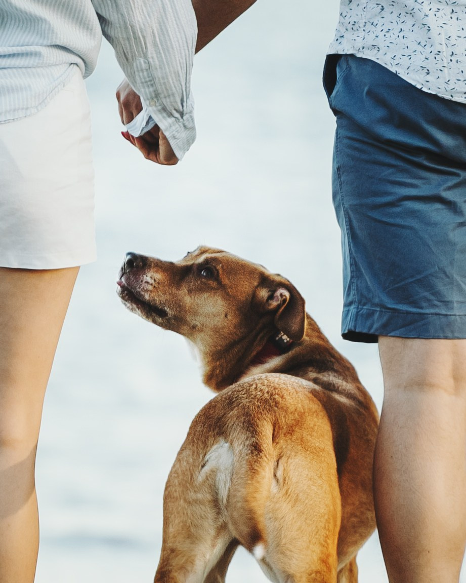 Yuliya & Jacob. Pet Photographer Viktoriya