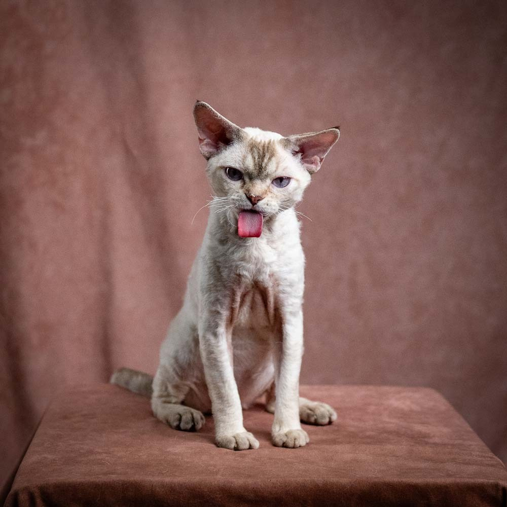 Flynn. Devon Rex Pixie Cattery