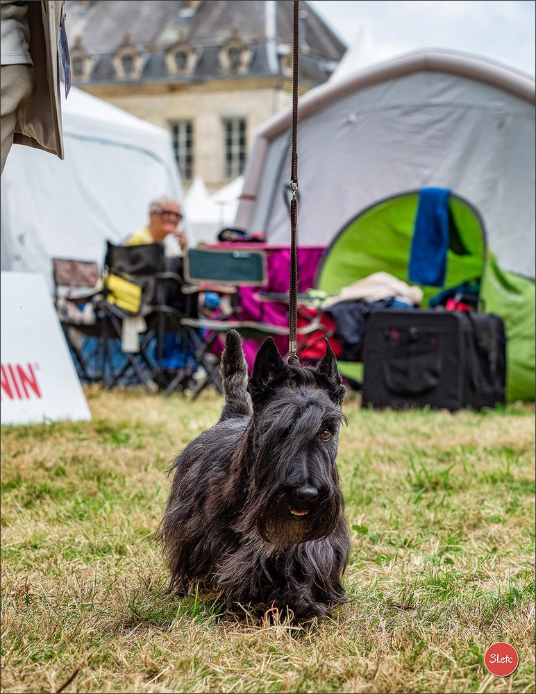 Championnat de France du chien de race  🇫🇷  DIJON (château de Brognon) 7-8/06/2025. Photographe à Strasbourg | Portraits, Studio, Enfants, Événements