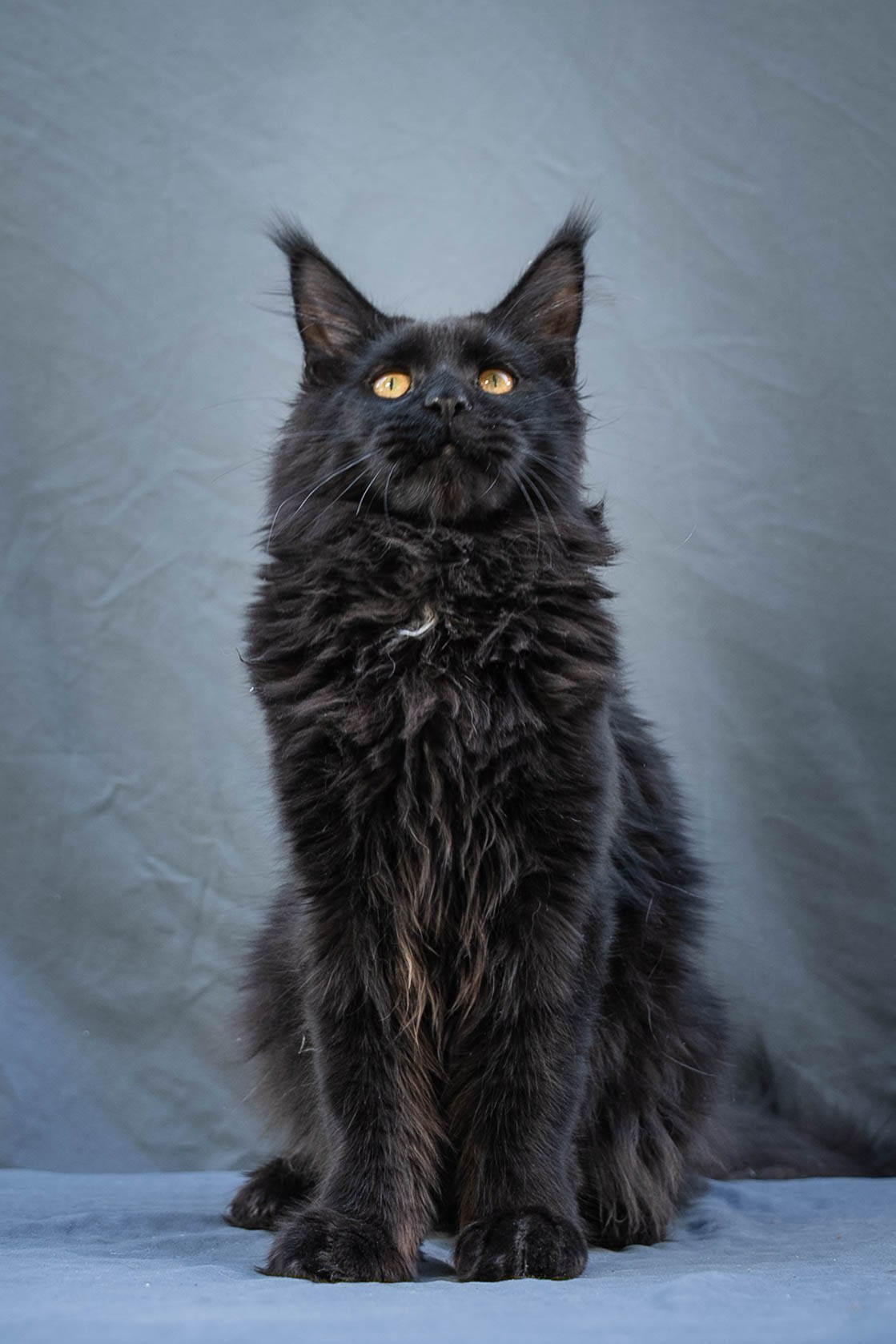 Senator Quora. Senator Cat — Maine Coon cattery