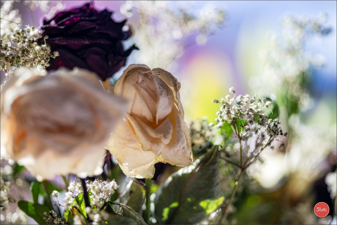 Les fleurs fanées. Photographe à Strasbourg | Portraits, Studio, Enfants, Événements