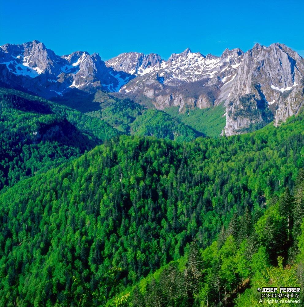 Mixed forest, Cirque de Lescun, Bearn