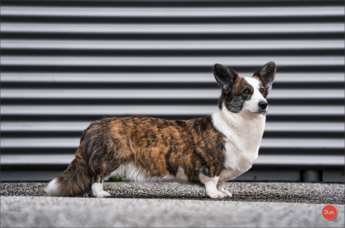 🇱🇺 LUXEMBOURG 🇱🇺 International Dog Show 4-5/04/2026. Photographe à Strasbourg | Portraits, Studio, Enfants, Événements