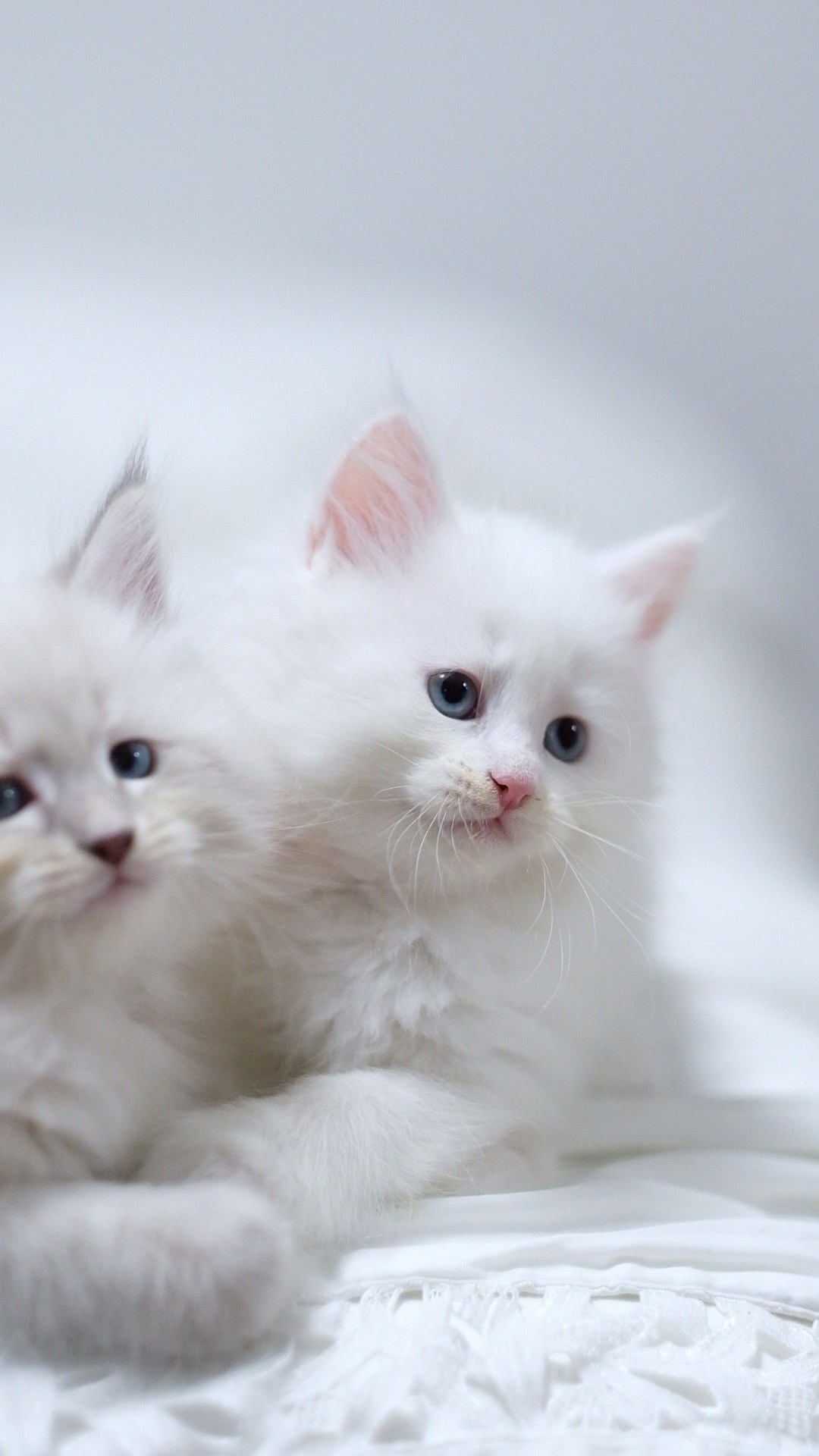 N-Andromeda. SIBERIALIS: Katzenzucht von Sibirischen und Neva Masquarade Katzen
