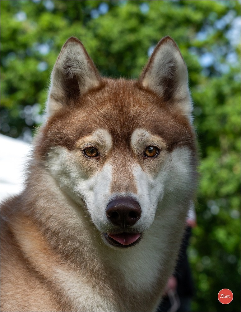 Photographie animalière. Photographe à Strasbourg | Portraits, Studio, Enfants, Événements