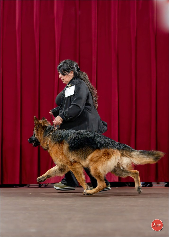 Expo canine 🇲🇨 Monaco 9-10/05/2026. Photographe à Strasbourg | Les animaux, Portraits, Studio, Événements