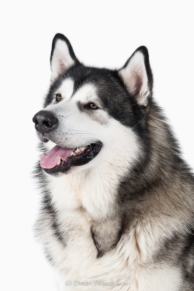 LEMMIKLOOMADE PILDISTAMINE