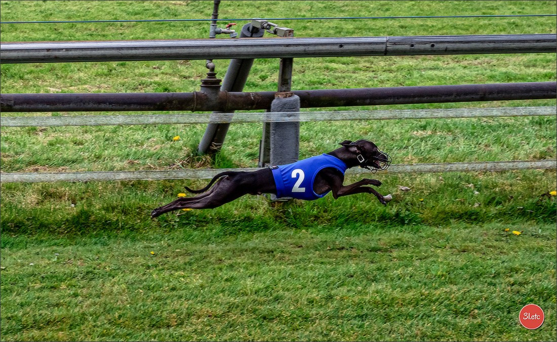 Der Windhund-Rennverein Kurpfalz e.V. (WRV-Kurpfalz) ist ein Windhundverein mit einer wunderschönen Anlage inklusive einer modernen Rasen-Re. Photographe à Strasbourg | Portraits, Studio, Enfants, Événements