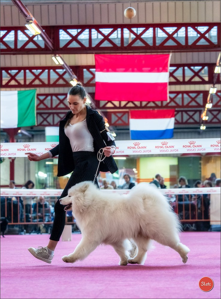 À l'exposition de Mouscron 🇧🇪 #dogshow #dogsphotography #expocanine #photopets #pets #dogs #aminalier #animals #mouscron #mouscron2025. Photographe à Strasbourg | Portraits, Studio, Enfants, Événements
