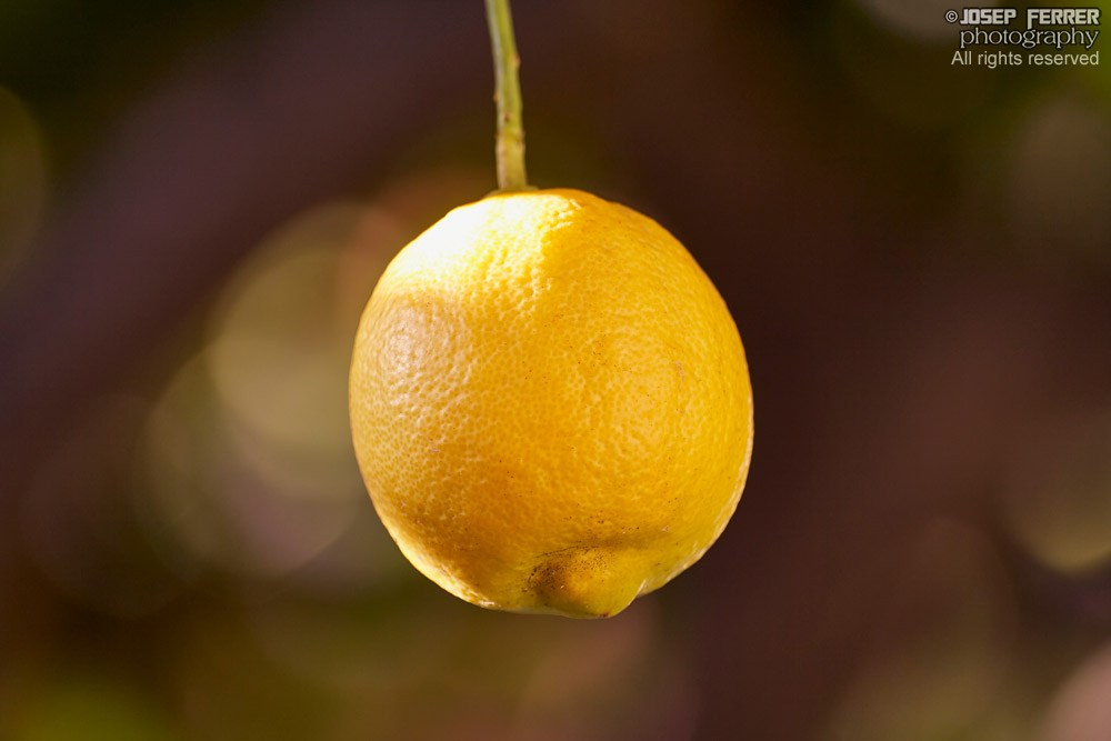 Mature lemon
