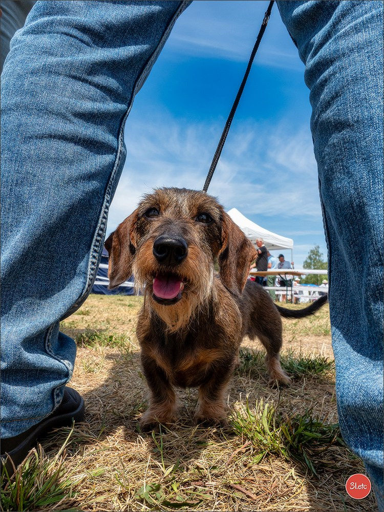 Expo canine (Teckel) Strasbourg Hoerdt  🇫🇷  5-6/07/2025. Photographe à Strasbourg | Portraits, Studio, Enfants, Événements