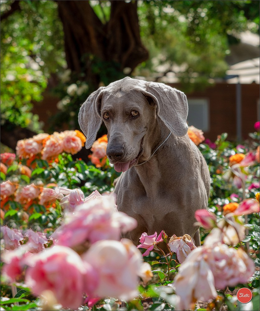 Expo canine 🇲🇨  Monaco 10-11/05/2025. Photographe à Strasbourg | Portraits, Studio, Enfants, Événements