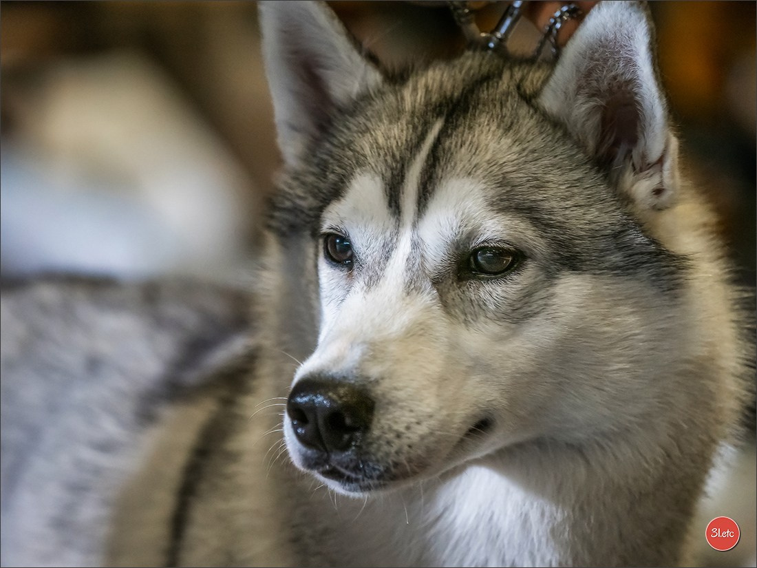 Expositions canines 14 avril 2024 Lyon. Photographe à Strasbourg | Portraits, Studio, Enfants, Événements