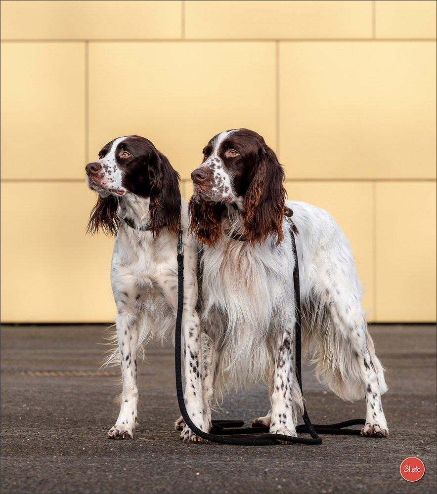 🇫🇷  Chalons en Champagne  🇫🇷  Expo canine  31/01-01/02/2026. Photographe à Strasbourg | Portraits, Studio, Enfants, Événements