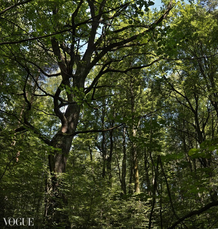 Сказка подмосковного леса. Суть фотографии в стиле изобразительного искусства