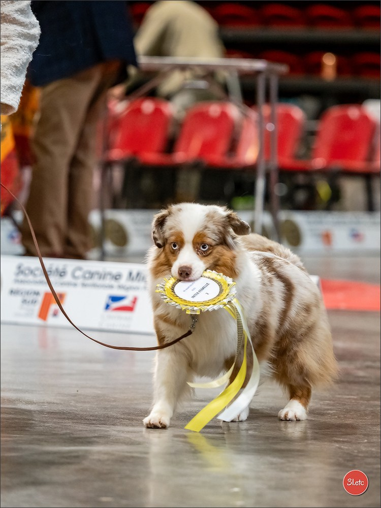 Expo canine 🇫🇷 Martigues  19-20/04/2025. Photographe à Strasbourg | Portraits, Studio, Enfants, Événements