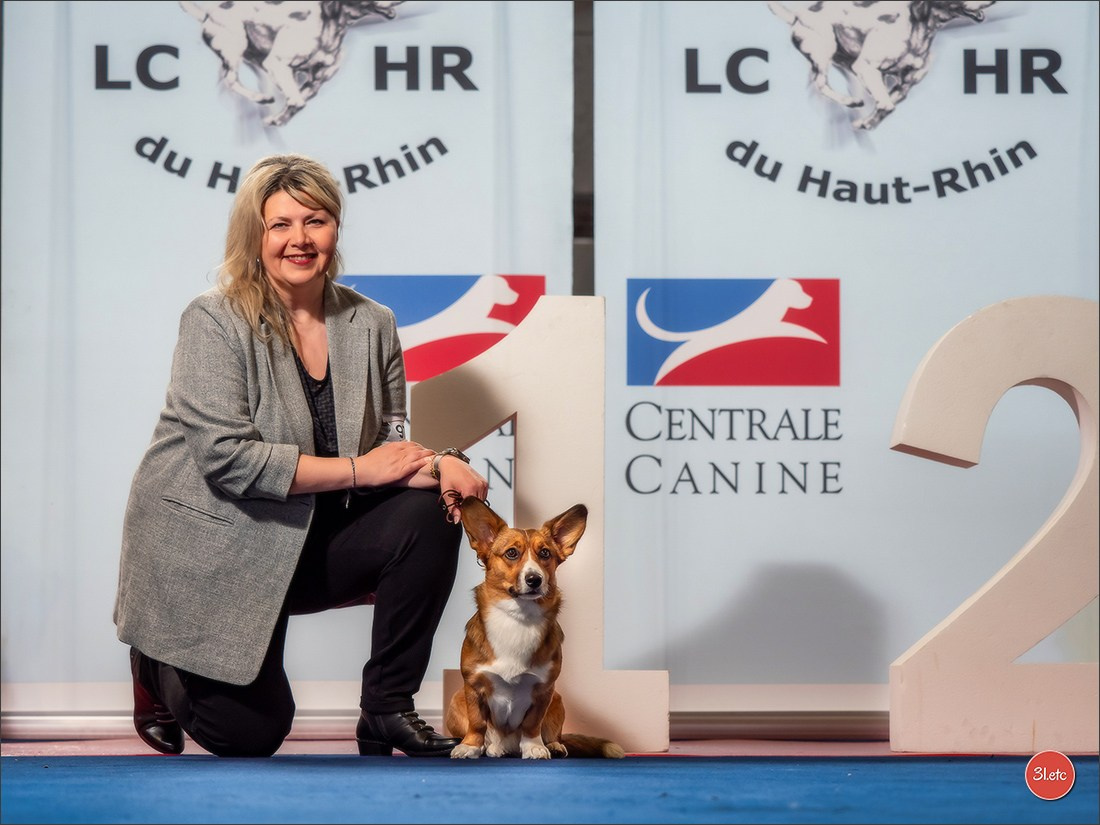 Expositions canines des 6 & 7 avril 2024 NDS Mulhouse, France. Photographe à Strasbourg | Portraits, Studio, Enfants, Événements