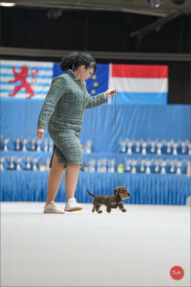 🇱🇺 LUXEMBOURG 🇱🇺 International Dog Show 4-5/04/2026. Photographe à Strasbourg | Portraits, Studio, Enfants, Événements