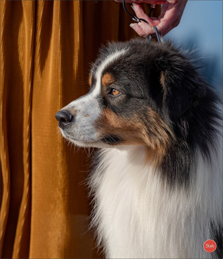 PDS  🇫🇷  Paris Dog Show  🇫🇷  Expo canine  10-11/01/2026. Photographe à Strasbourg | Portraits, Studio, Enfants, Événements