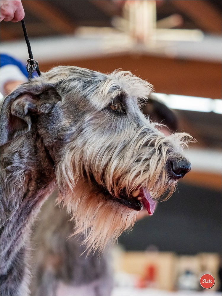 🇫🇷Exposition Canine Internationale de Perpignan. Photographe à Strasbourg | Portraits, Studio, Enfants, Événements