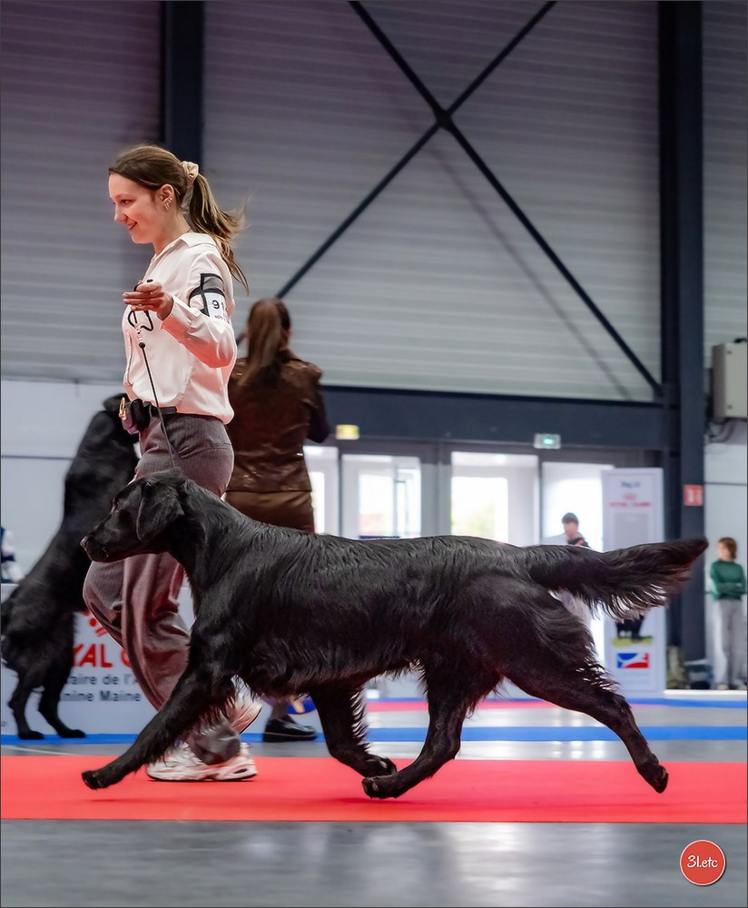 🇫🇷  Angers  🇫🇷  Expo canine  21-22/03/2026. Photographe à Strasbourg | Portraits, Studio, Enfants, Événements