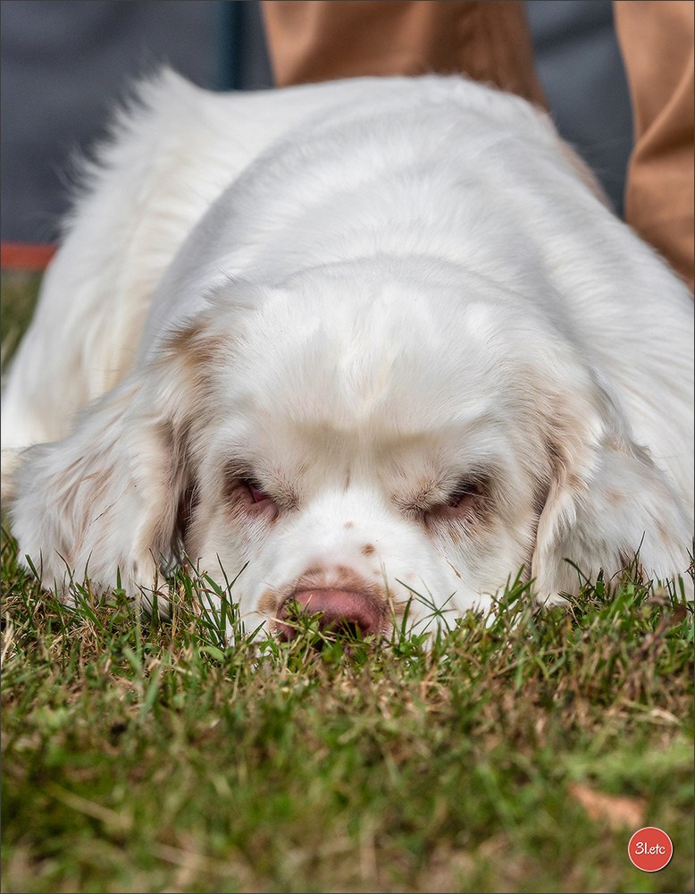 Photographie animalière. Photographe à Strasbourg | Portraits, Studio, Enfants, Événements