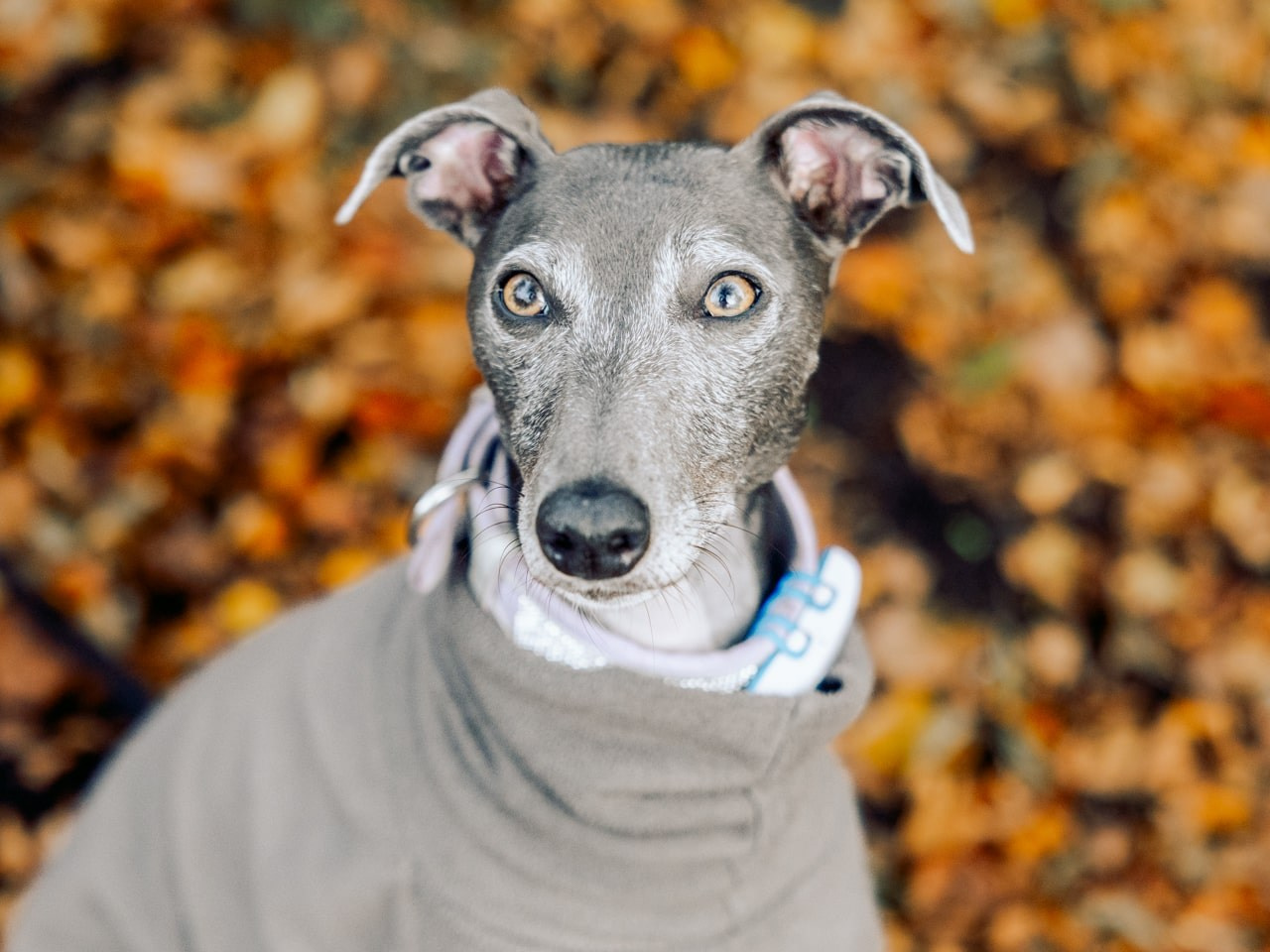 Autumn Dog Portrait Session in Rotterdam. Romantic & Soulful Photography by Natalia Olhova in Rotterdam