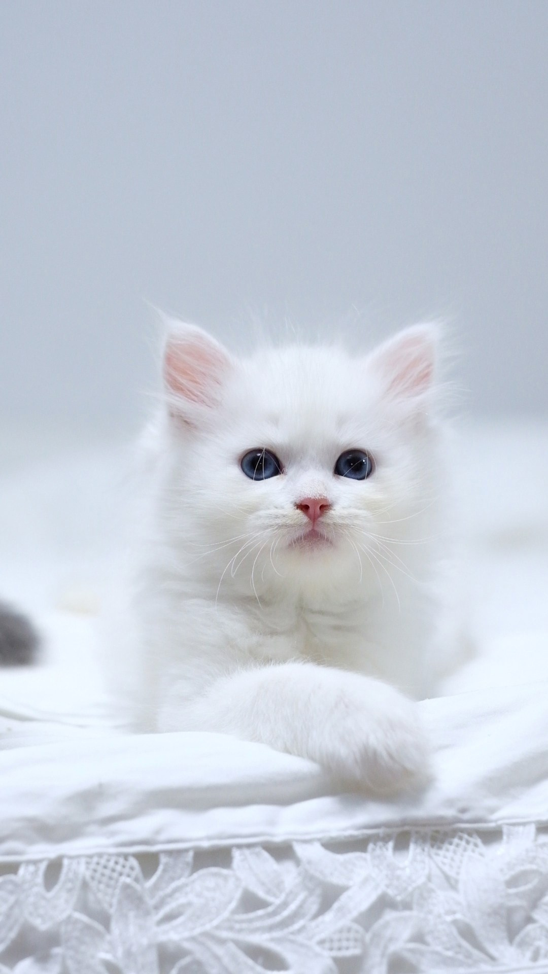 N-Bellatrix. SIBERIALIS: Katzenzucht von Sibirischen und Neva Masquarade Katzen