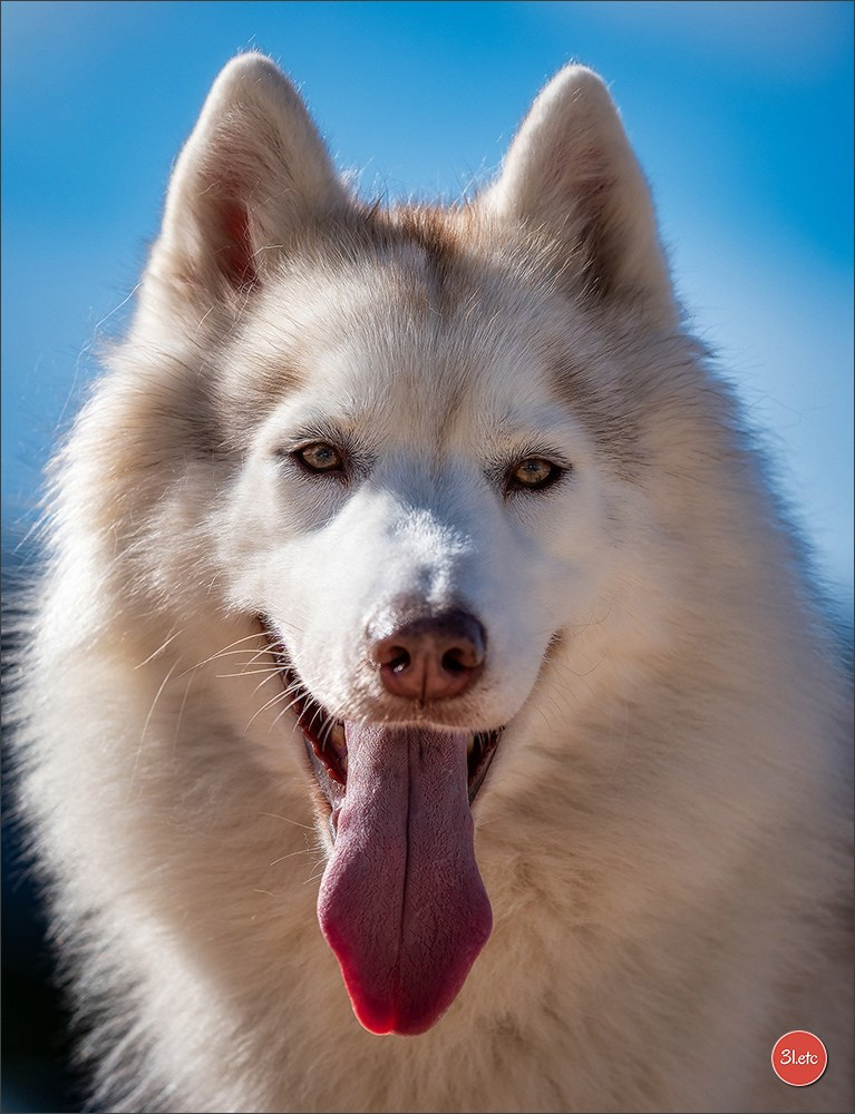 Expo canine 🇫🇷 Martigues  19-20/04/2025. Photographe à Strasbourg | Portraits, Studio, Enfants, Événements