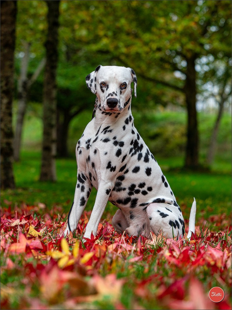 Expo canine  🇫🇷  Chateauroux 25-26/10/2025. Photographe à Strasbourg | Portraits, Studio, Enfants, Événements