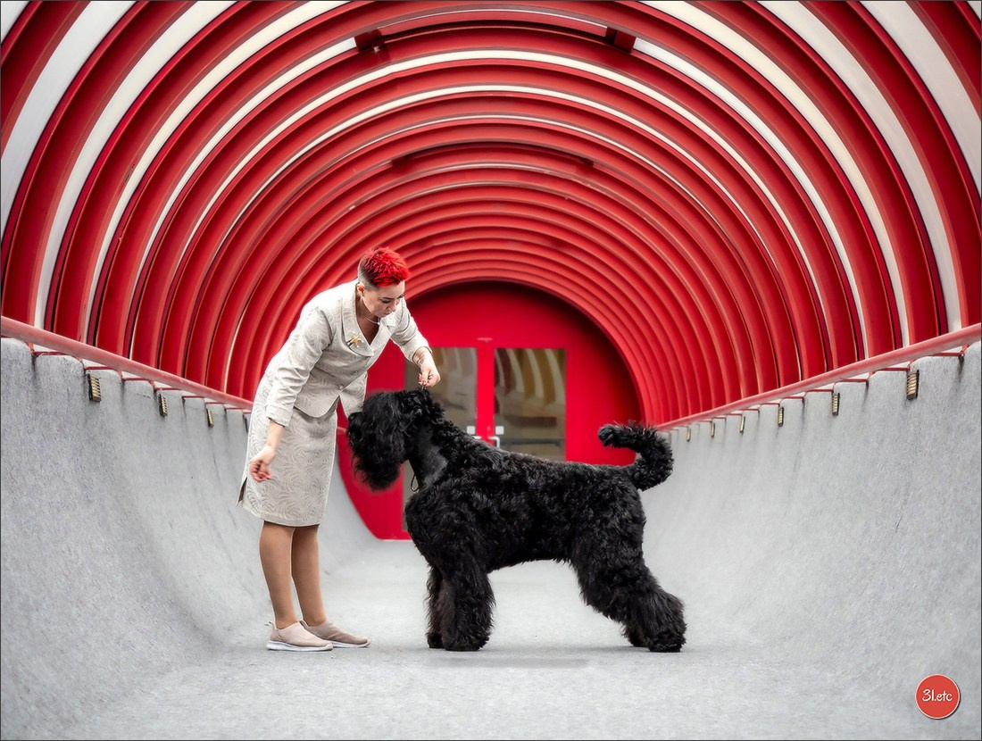 13-14.12.2025   🇧🇪   Brussels Dog Show. Photographe à Strasbourg | Portraits, Studio, Enfants, Événements