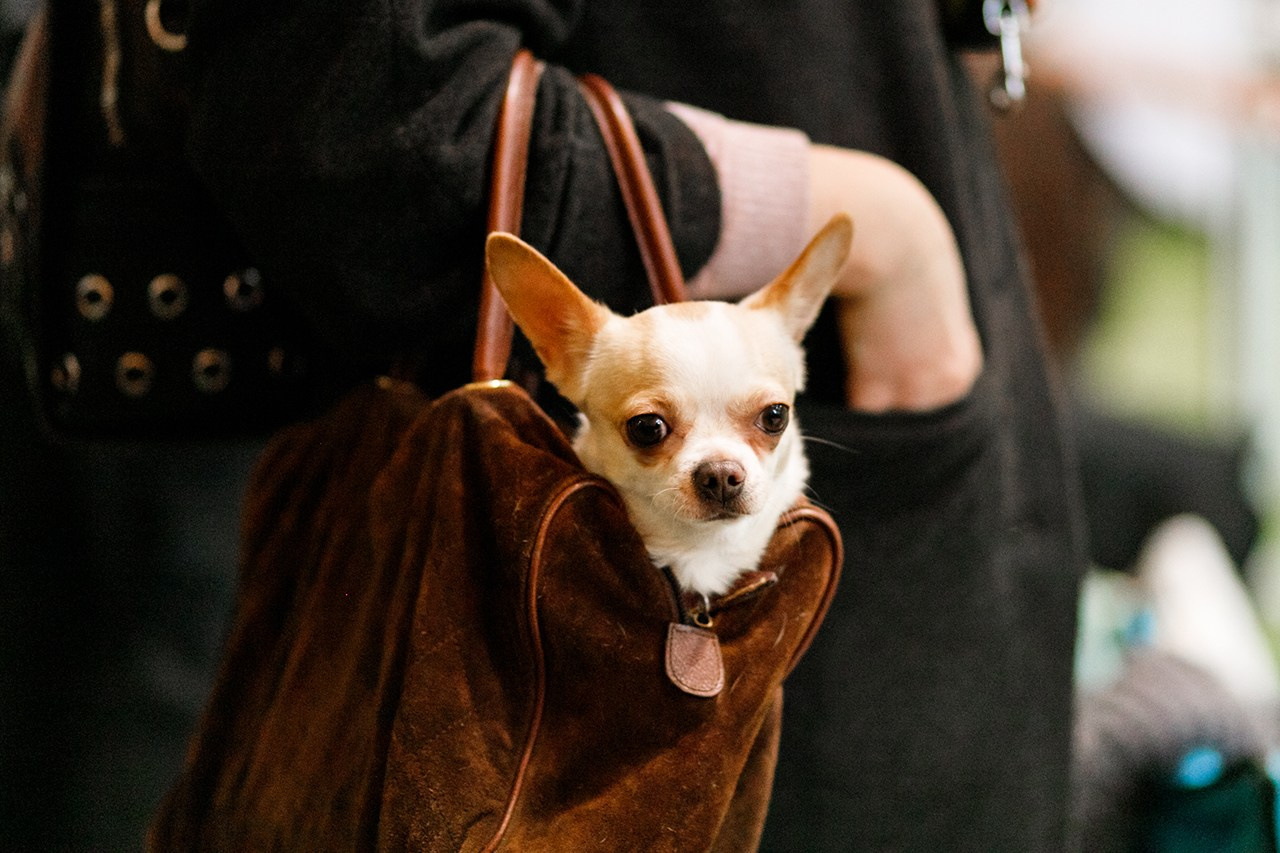 Grodno dog show. Kaja | fotograf we Wrocławiu | ludzie i psy