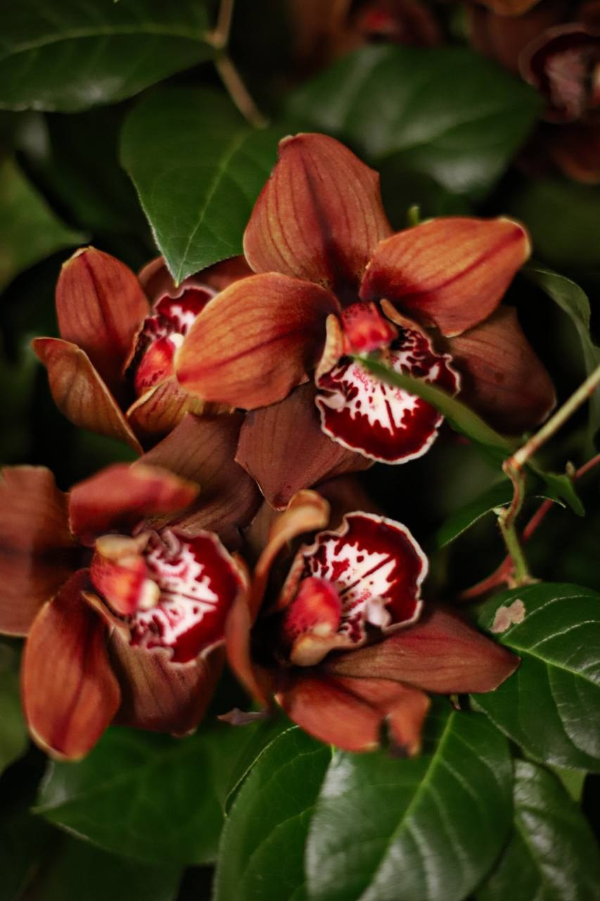 LD. VALERIIA VIUNOVA individual shooting\love story\event\brand