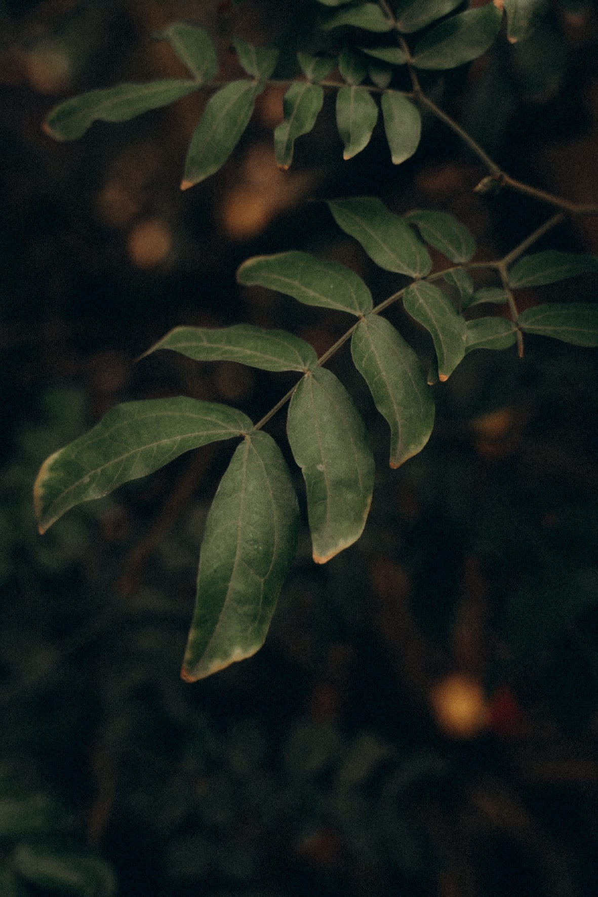 Female portrait session. Little Birdie – Jouw familie- en huwelijksfotograaf in België en daarbuiten