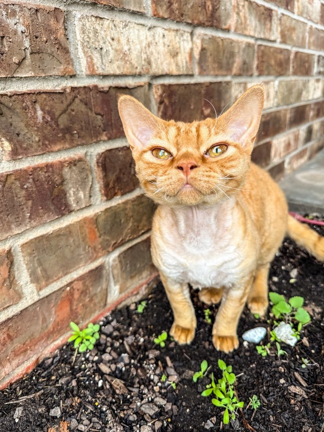 Dorito, boy, born on 06.06.24 SOLD. Devon Rex Pixie Cattery