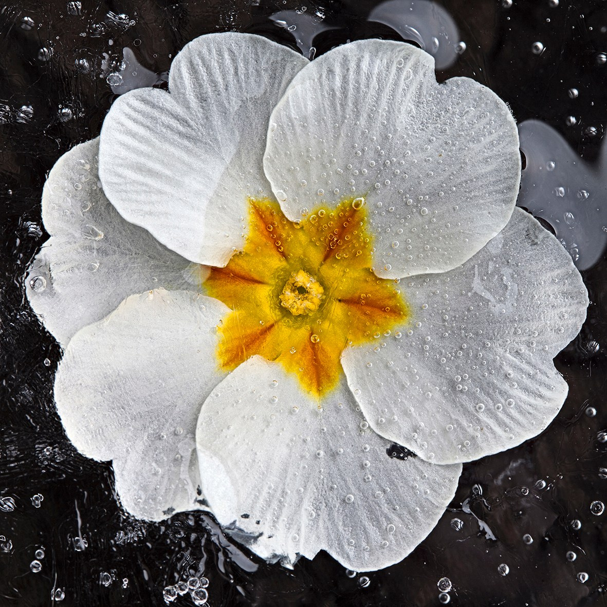 ALL RIGHTS RESERVED All images can be printed in 100 x 100 cm and 100 x 150 cm formats on the best fine art media. Other formats are available upon request. For further information, please contact the links on the main page of the site.