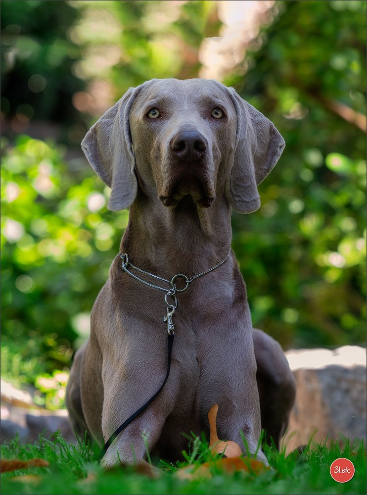 Expo canine 🇲🇨  Monaco 10-11/05/2025. Photographe à Strasbourg | Portraits, Studio, Enfants, Événements