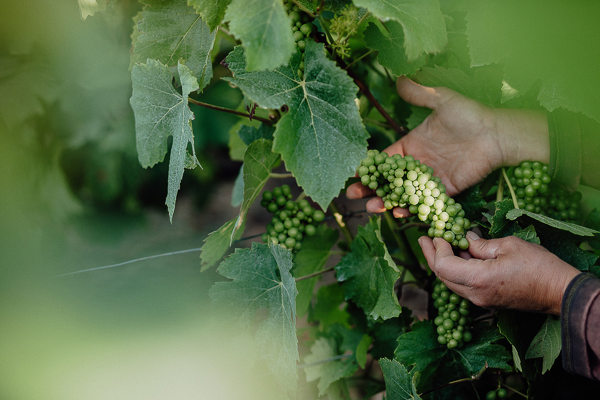 Nathalie Liebart Champagne. Ksenia Marchand/ Lifestyle фотограф в Париже