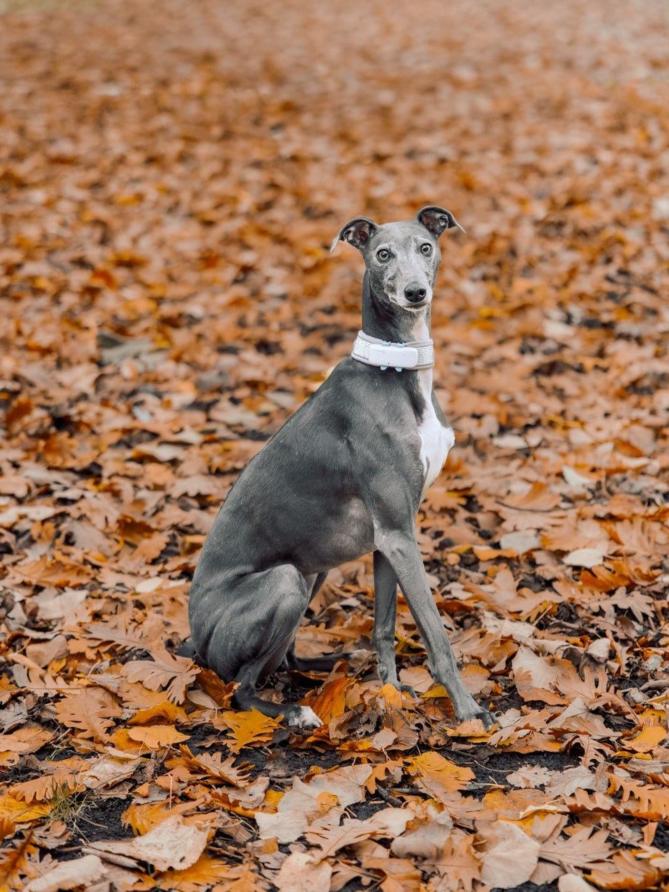 Autumn Dog Portrait Session in Rotterdam. Romantic & Soulful Photography by Natalia Olhova in Rotterdam