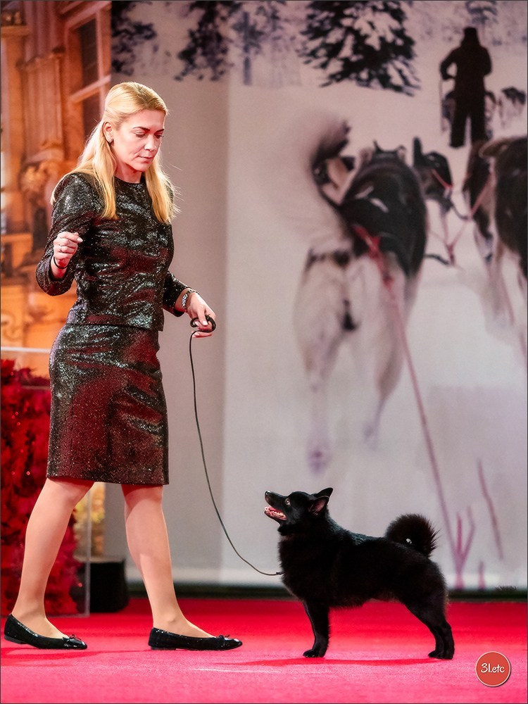 14-15.12.2024 Brussels Dog Show 🇧🇪. Photographe à Strasbourg | Portraits, Studio, Enfants, Événements