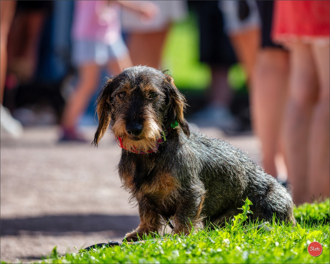 Teckels Parade Strasbourgeoise  Vous pouvez voir le galerie de photos. Photographe à Strasbourg | Portraits, Studio, Enfants, Événements